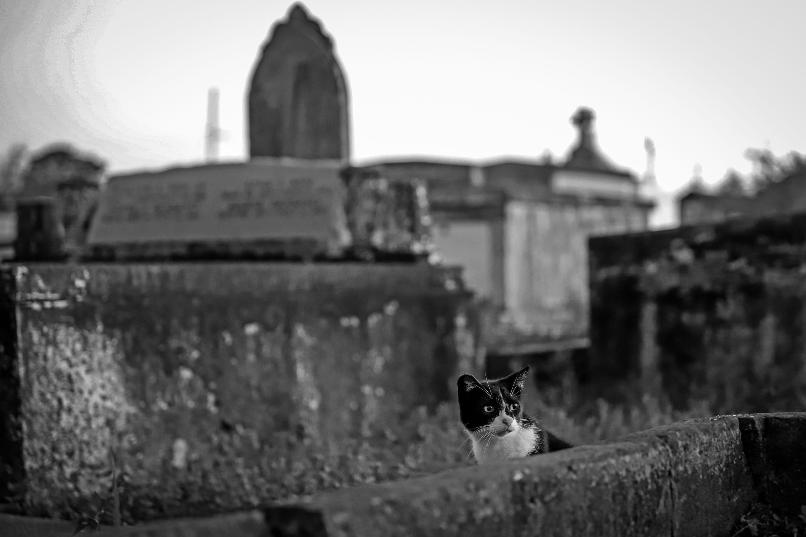 A cat stalks the St. Mary’s Cemetery. (Photo by Michael DeMocker)