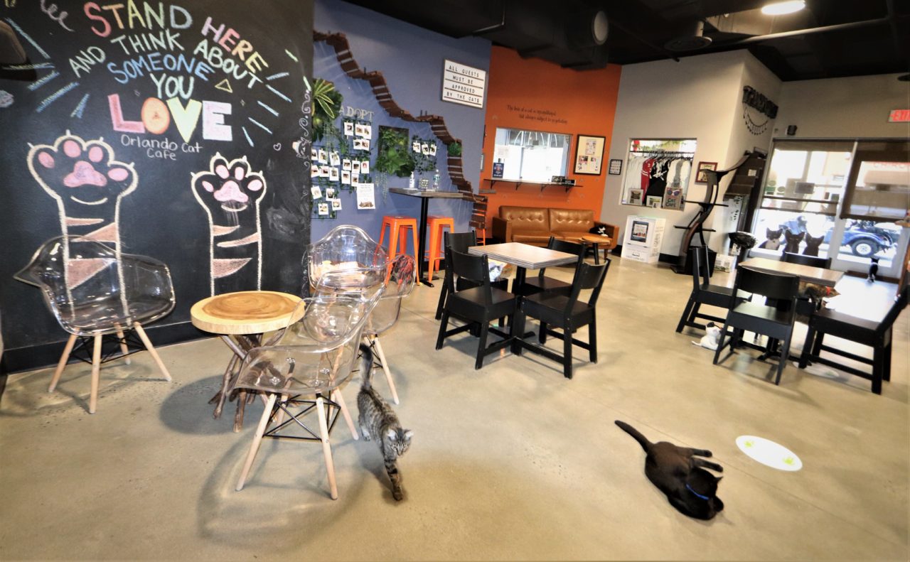 orlando cat cafes