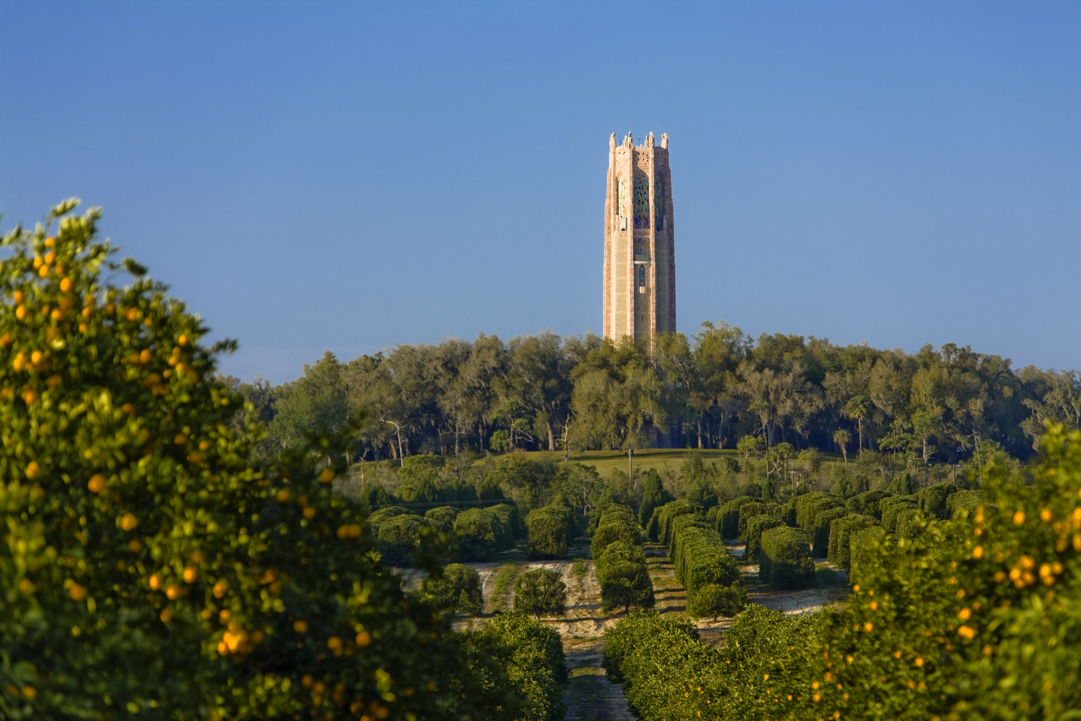 Bok Tower seen from nearby orange grove