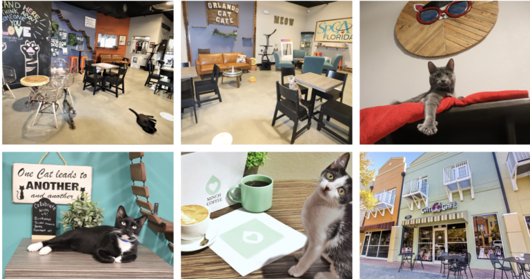 Cat Cafes in Orlando