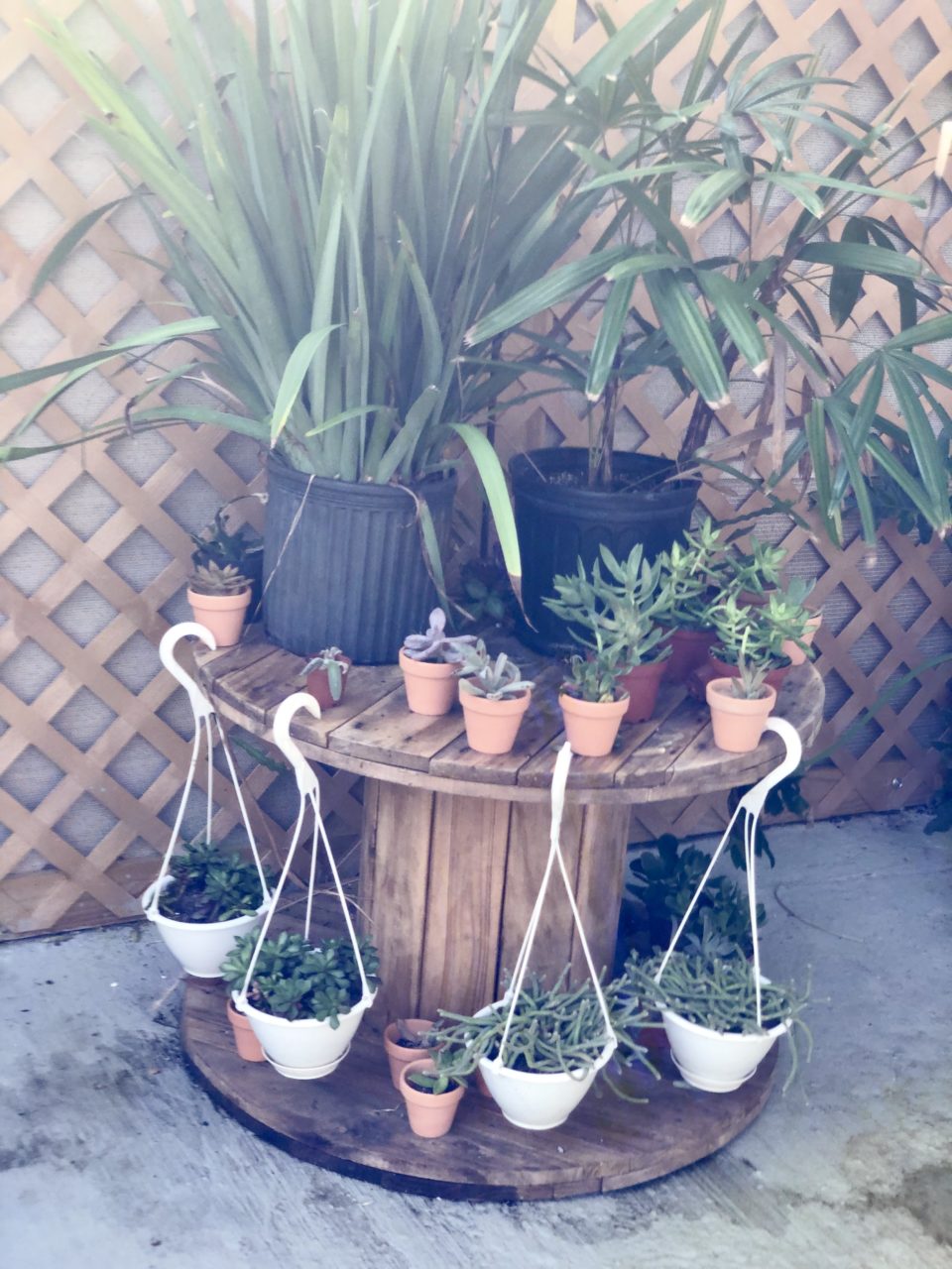 Propagate Social House plant shop orlando 