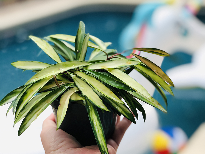 jungle room plant shop orlando 