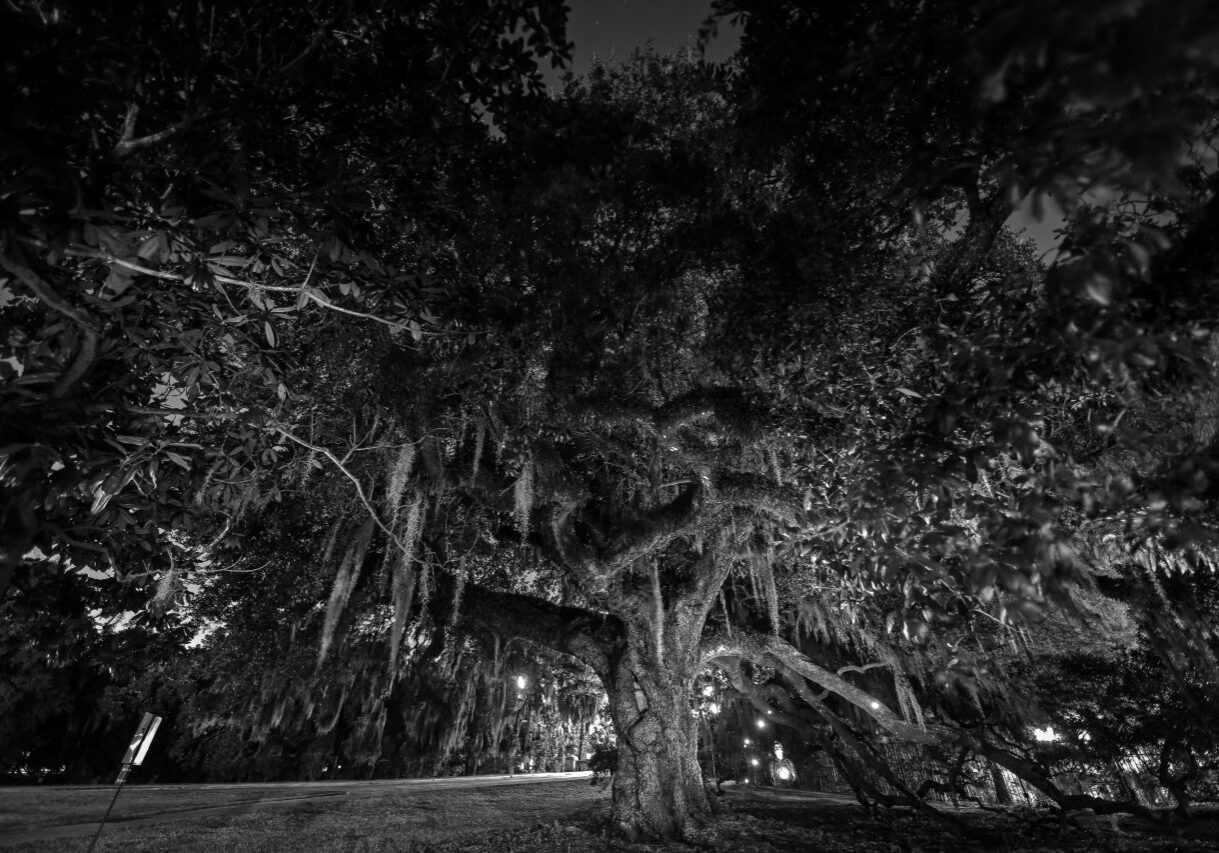 The Duelling Tree in City Park is said to be haunted by the ghosts of the 19th century duelists who died while settling affairs of honor. (Photo by Michael DeMocker)
