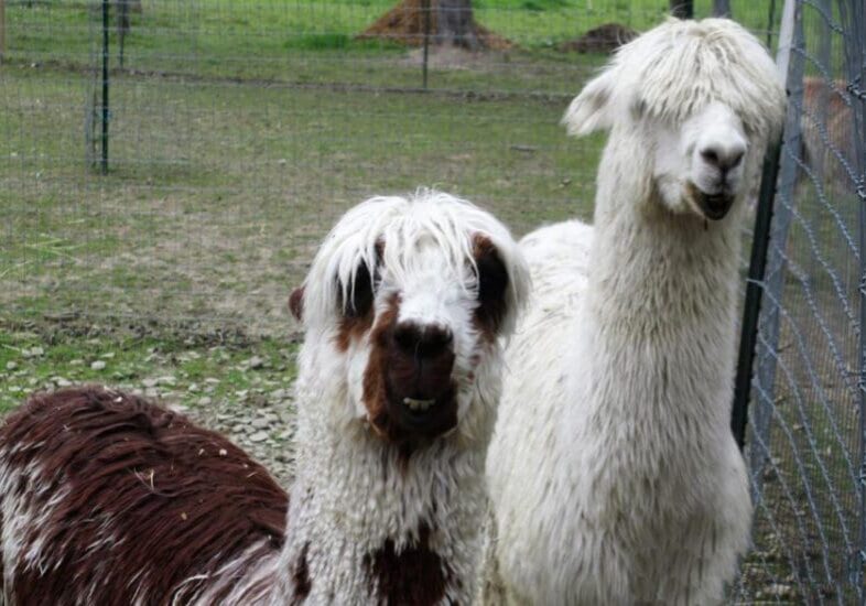 Alpacaville