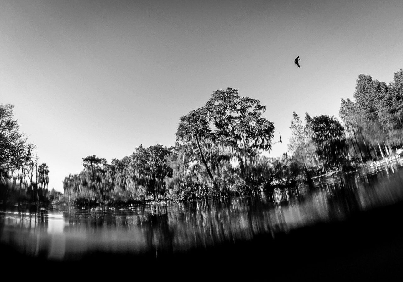 Mona Lisa ended up drowning in one of City Park’s lagoons, whether by suicide or homicide depends on the story being told. (Photo by Michael DeMocker)