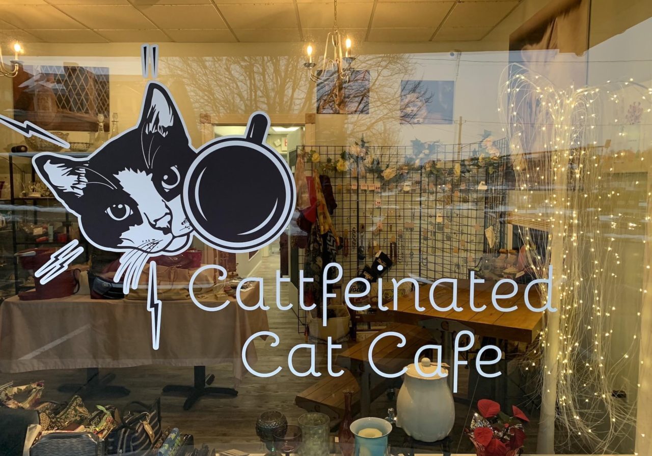 Cattfeinated-Cat-Cafe-window