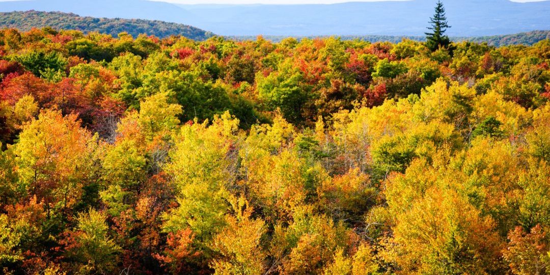Fall colors at Mount Davis. Photo credit: Getty Images. 