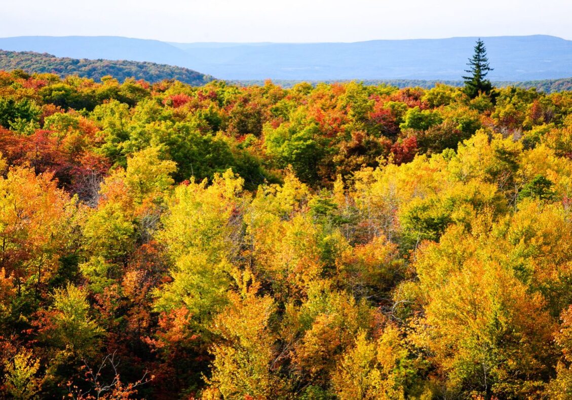 Fall colors at Mount Davis. Photo credit: Getty Images. 