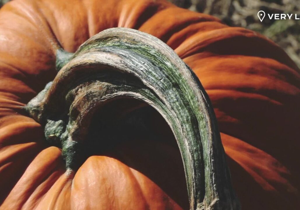 Pumpkins at Soergel Orchards