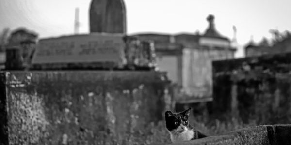 A cat stalks the St. Mary’s Cemetery. (Photo by Michael DeMocker)