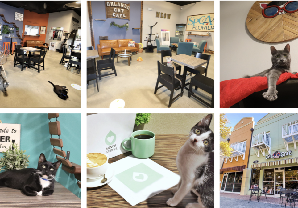 Cat Cafes in Orlando