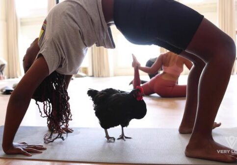 Eat Play Stay Ybor City Chicken Yoga