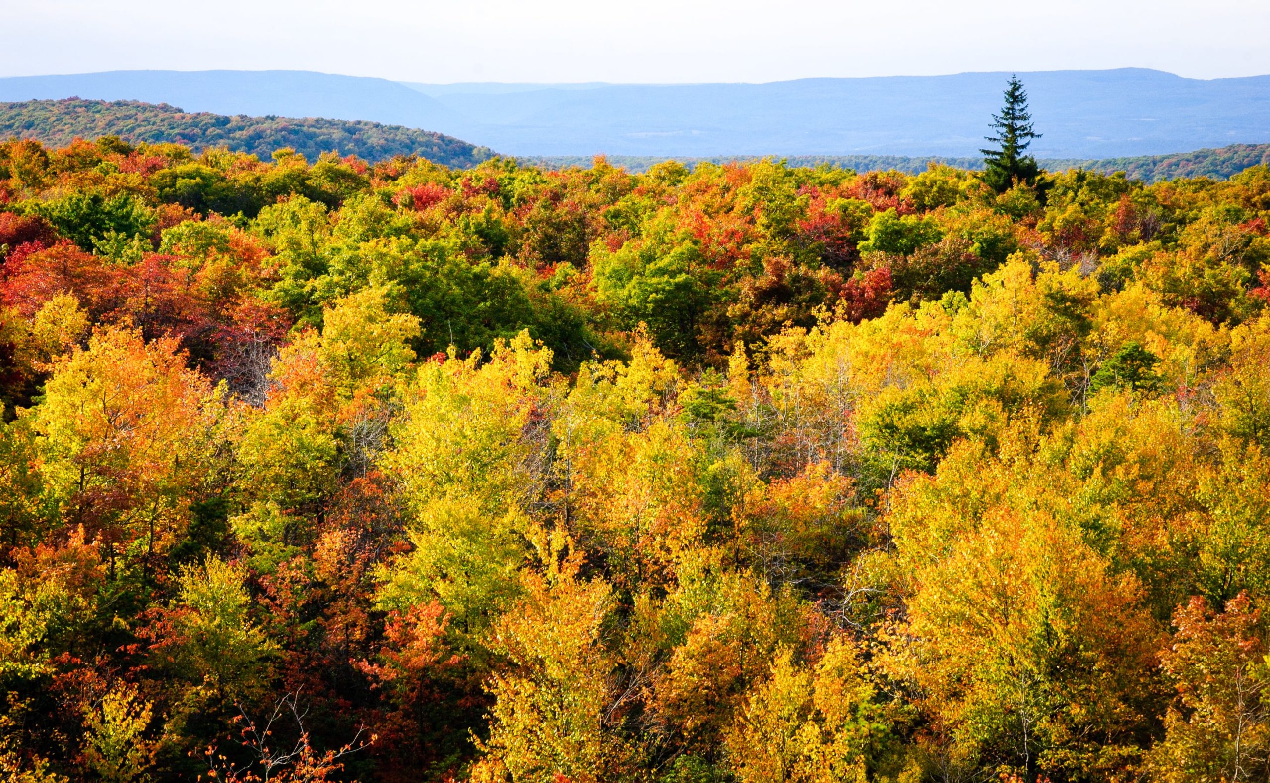 Fall colors at Mount Davis. Photo credit: Getty Images. 