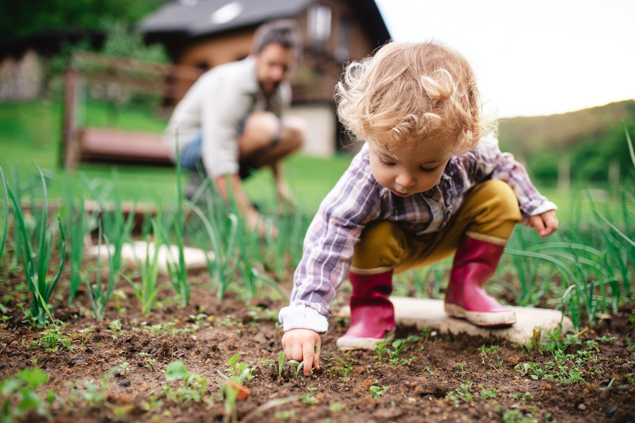 A man with daughter in the garden, planting seedlings.