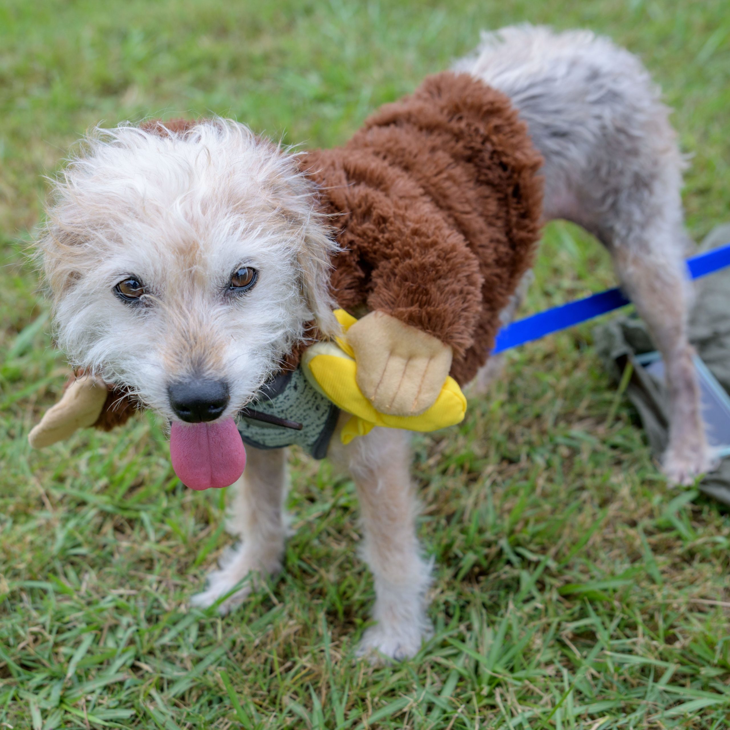 The annual NOLA on Tap festival featured over 400 kinds of beer in City Park in New Orleans, Saturday, September 21, 2019. The  NOLA Bombshells kicked and danced with the  NOLA Cherry Bombs and Robin Barnes also performed at the dog friendly event sponsored by the Louisiana SPCA. Photo by Matthew Hinton