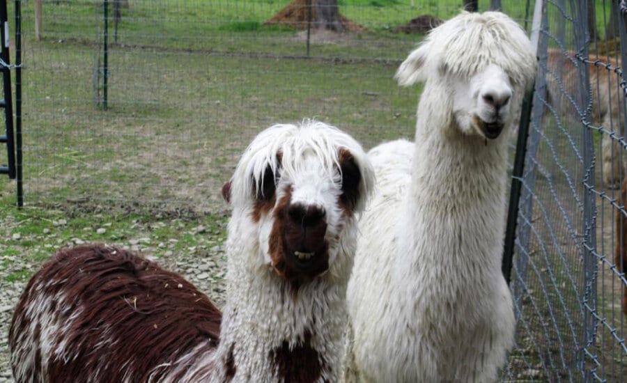 Alpacaville