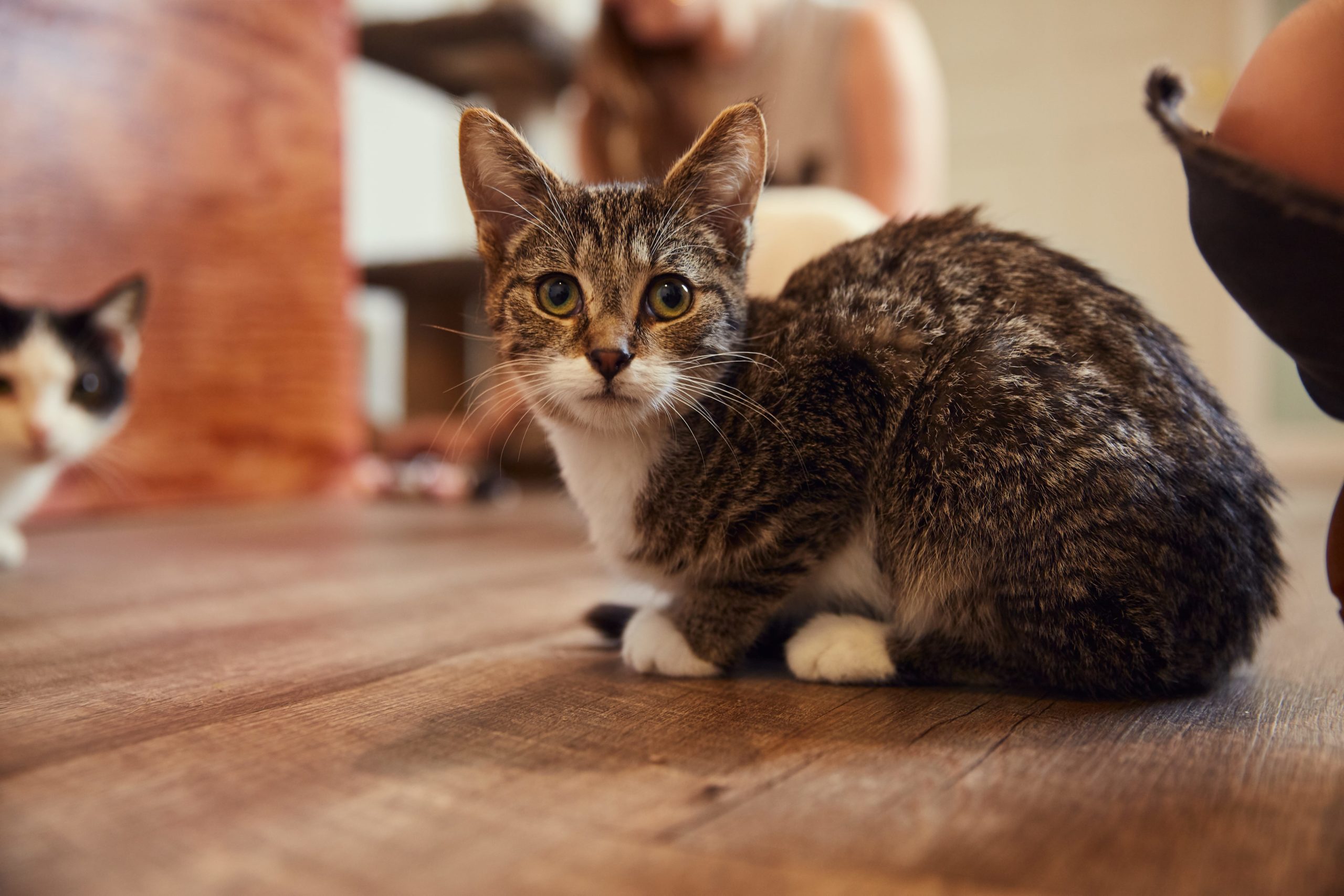 Fitz, a 3-month-old kitty at Black Cat Market. Photo: Cory Morton