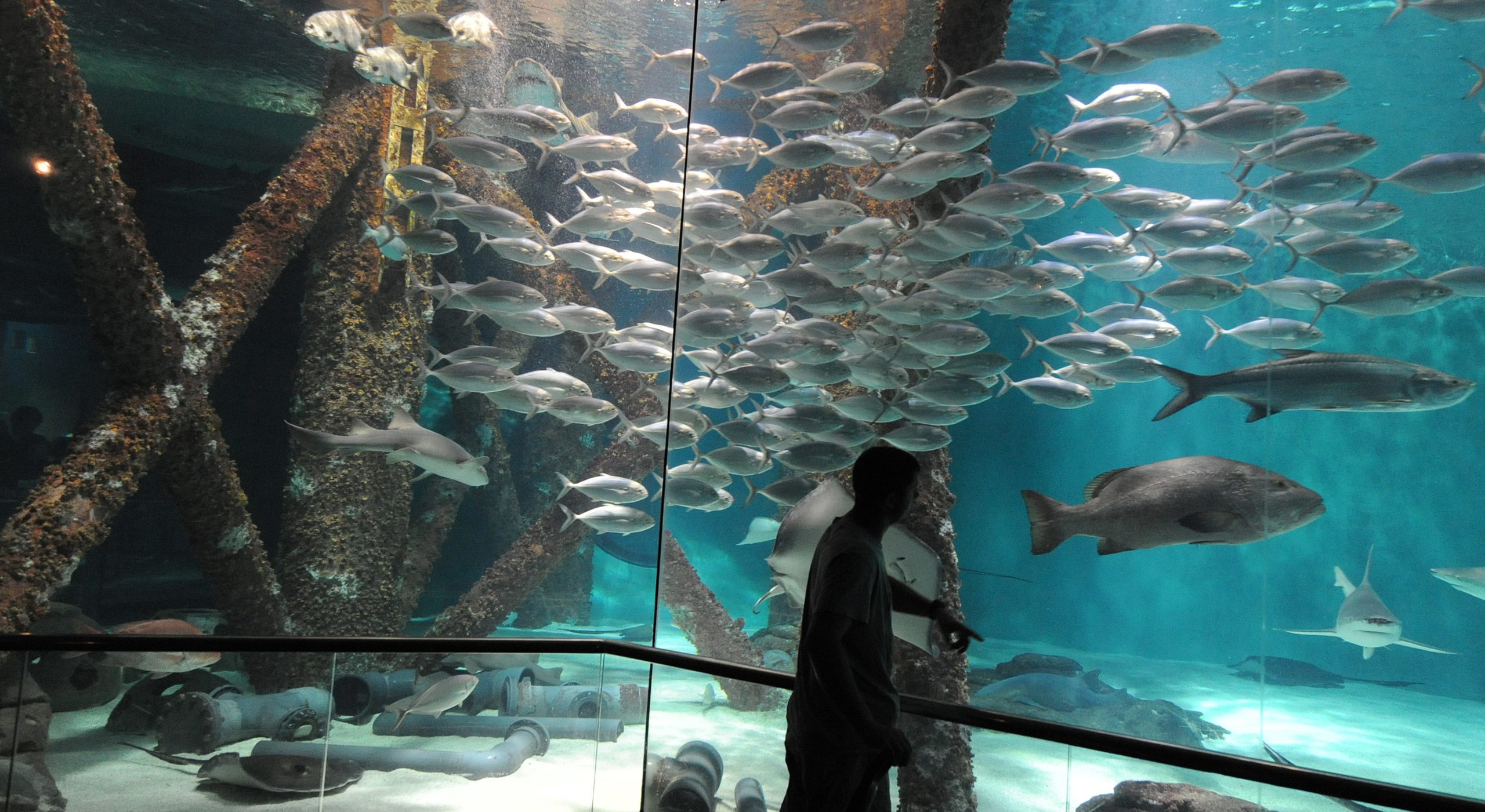 Fish swim around the base of an oil rig display that is part of a Gulf of Mexico exhibit, highlighting the types of marine life living near oil rigs similiar to the BP Deepwater Horizon platform at the Audubon Aquarium of the Americas in New Orleans on May 8, 2010.  BP was dealt a setback Saturday to capping a massive oil spill in the Gulf of Mexico after a containment dome encountered flammable hydrate formations as it was lowered onto the leak site. The gas hydrates, similar to ice crystals, formed on the inside of the 100-ton (90-tonne) chamber as it neared the seabed nearly a mile (1,500 meters below the surface, making it too buoyant and clogging it up, BP chief operating officer Doug Suttles told reporters. Workers have moved the concrete and steel box some 650 feet (200 meters) to the side on the seabed while they evaluate their options.         AFP PHOTO/Mark RALSTON (Photo credit should read MARK RALSTON/AFP via Getty Images)