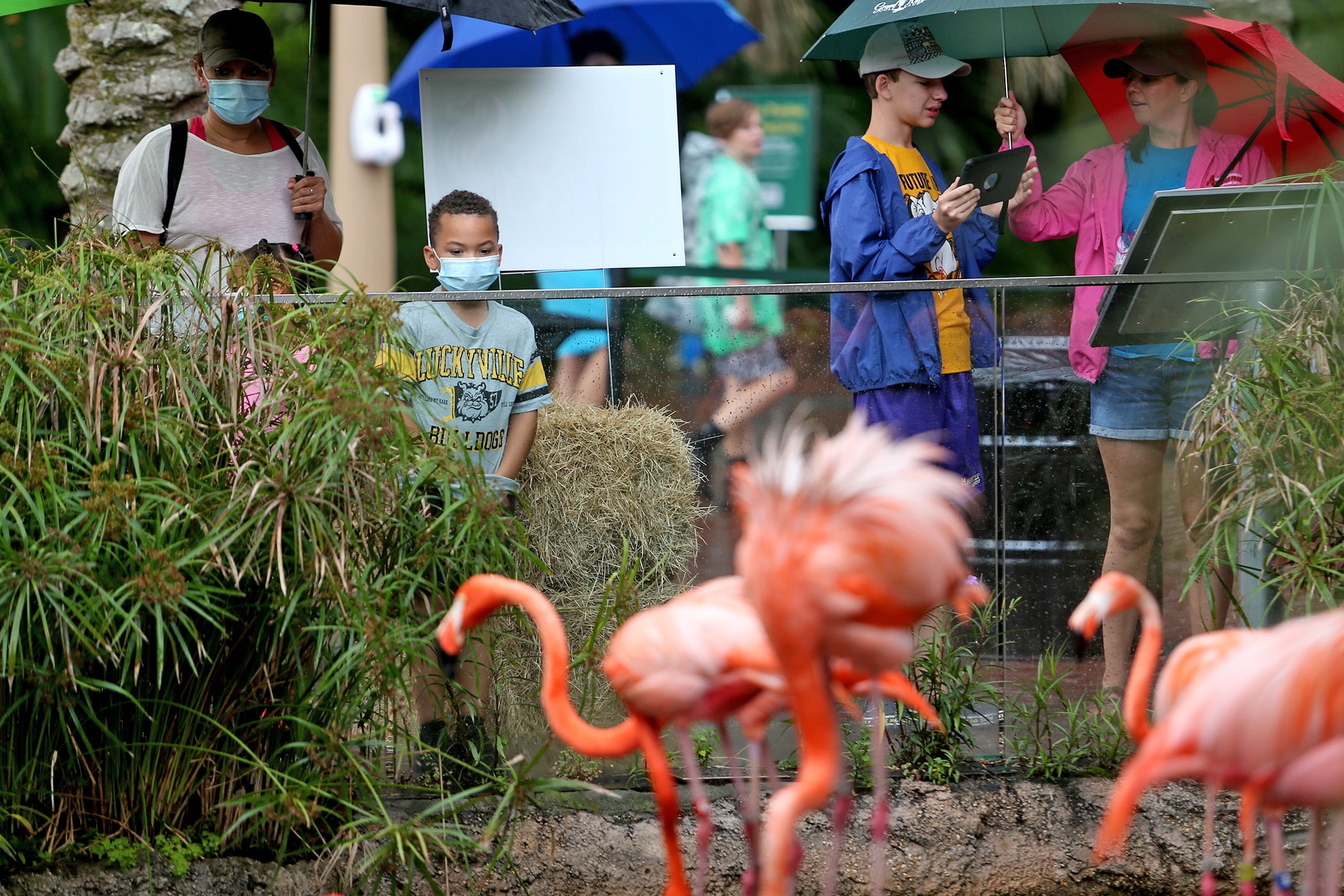 Akai Bartholomew, 6, and his mother Nicole (L) watch the flamingos as the Audubon Zoo re-opens on a limited basis on Wednesday, June 3, 2020. (Photo by Michael DeMocker)