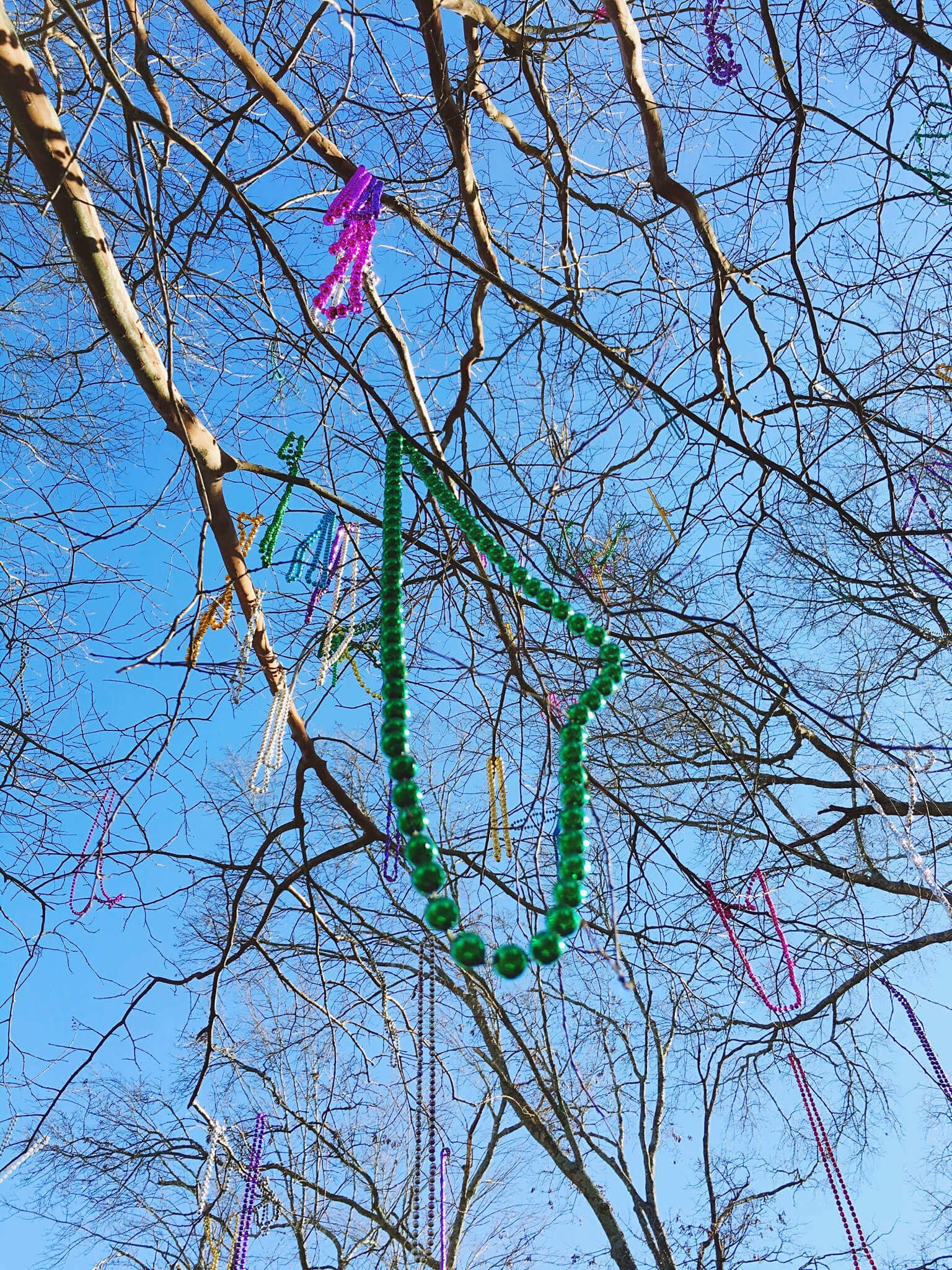 Low Angle View Of Mardi Gras Beads Hanging On Bare Trees