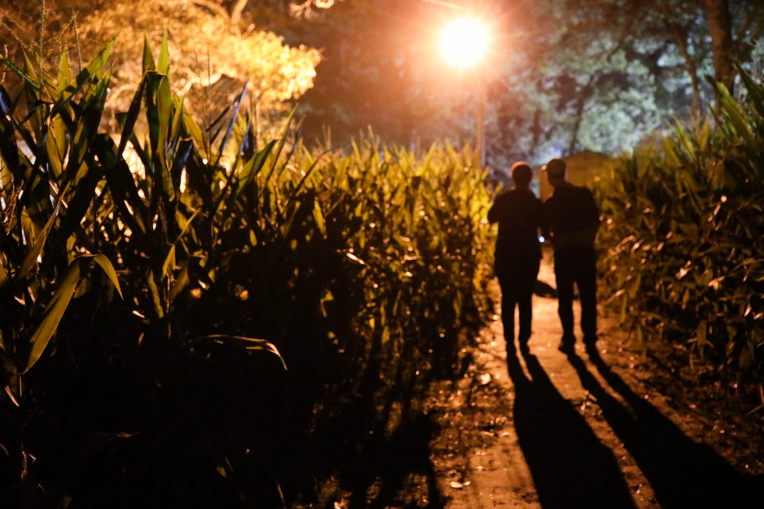 13 cajun country corn maze