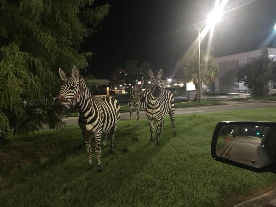 zebras