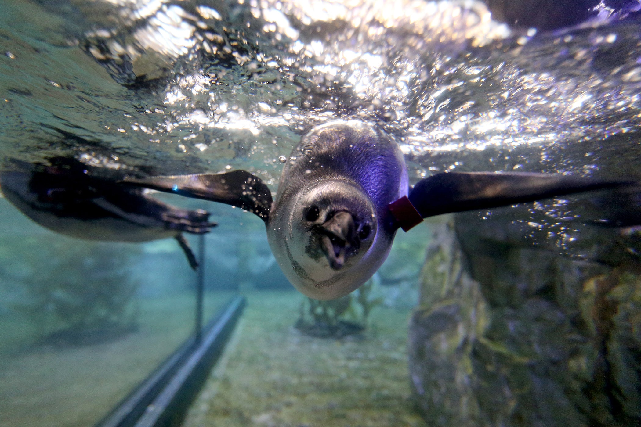 Zion the penguin checks out visitors to his exhibit as the Audubon Aquarium of the Americas reopened to visitors for the first time in four months on Thursday, July 16, 2020. (Photo by Michael DeMocker)