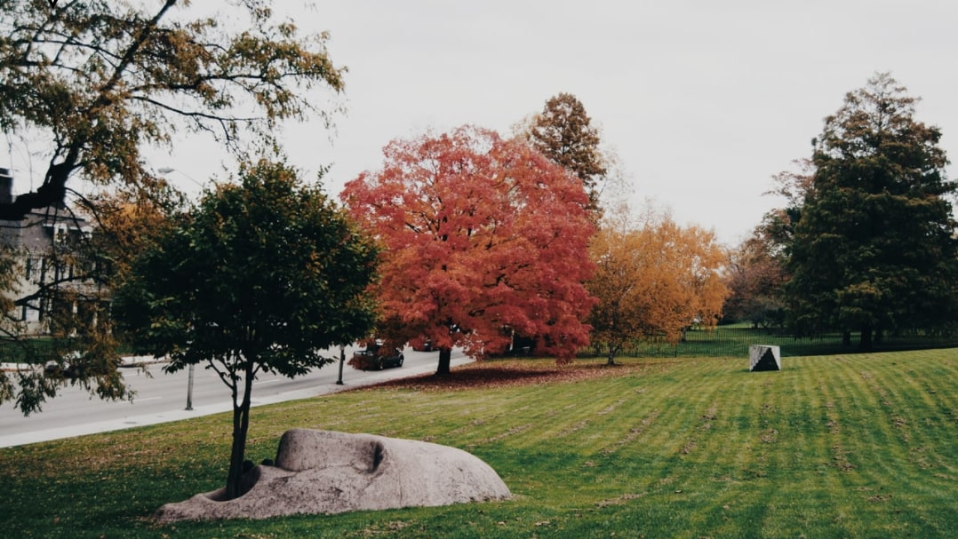 fall foliage pitt