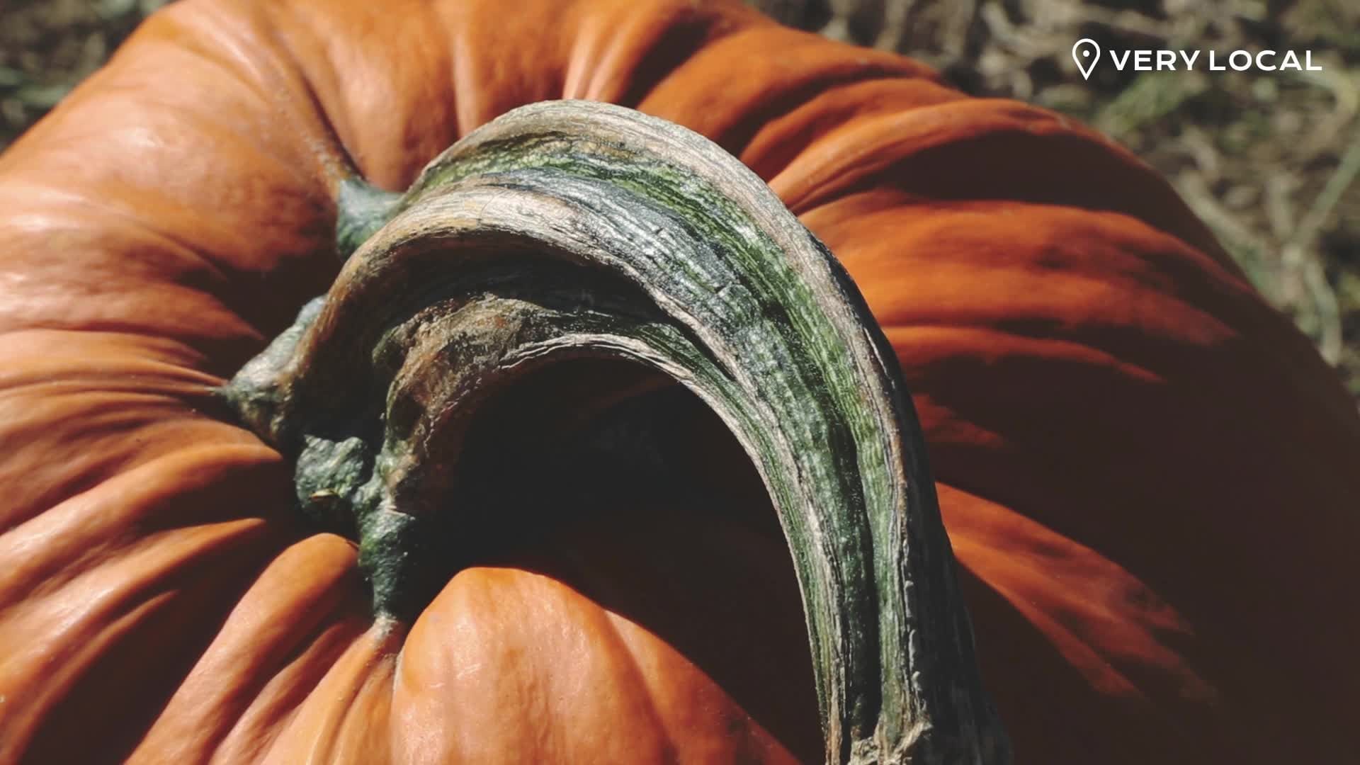 Pumpkins at Soergel Orchards