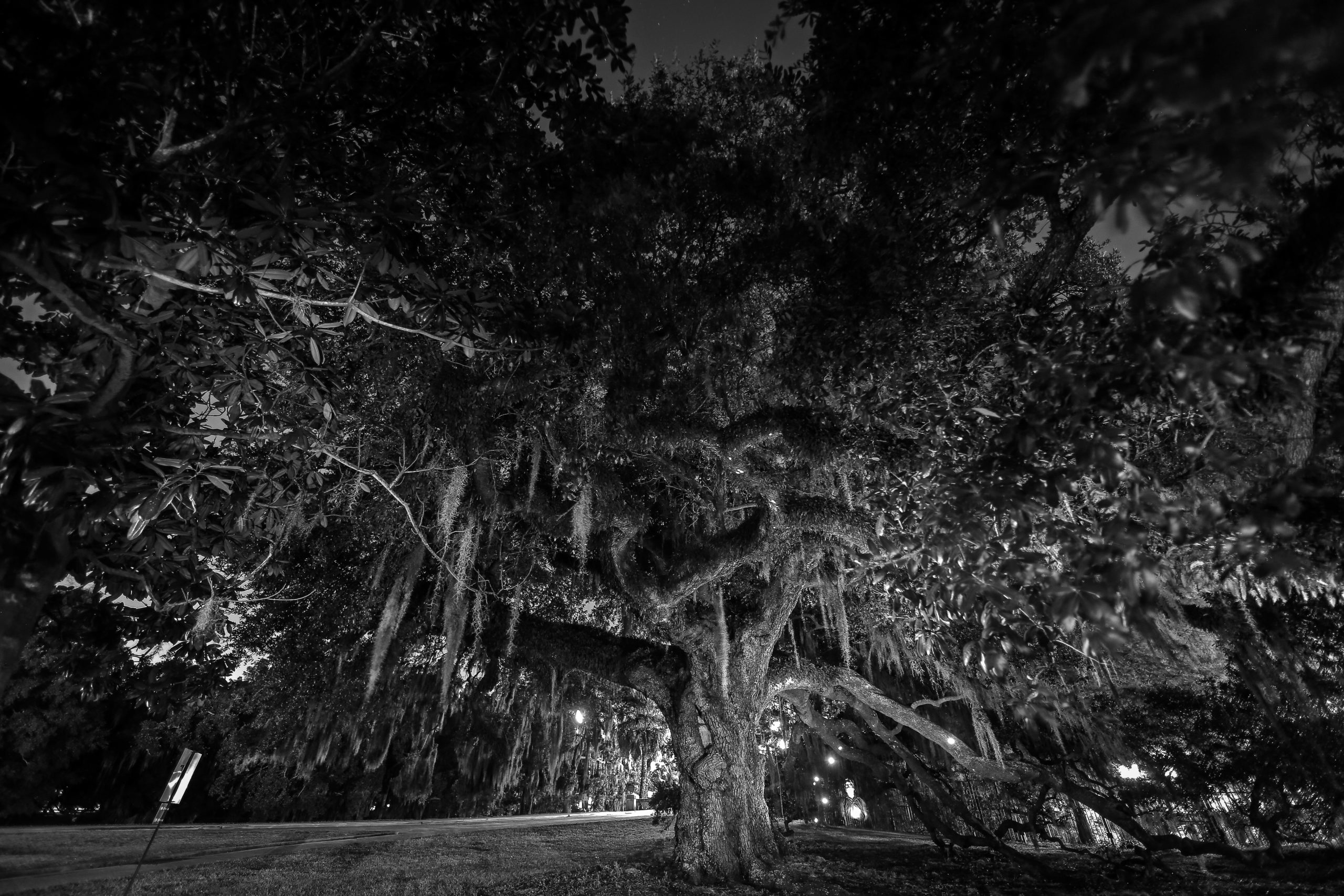 The Duelling Tree in City Park is said to be haunted by the ghosts of the 19th century duelists who died while settling affairs of honor. (Photo by Michael DeMocker)