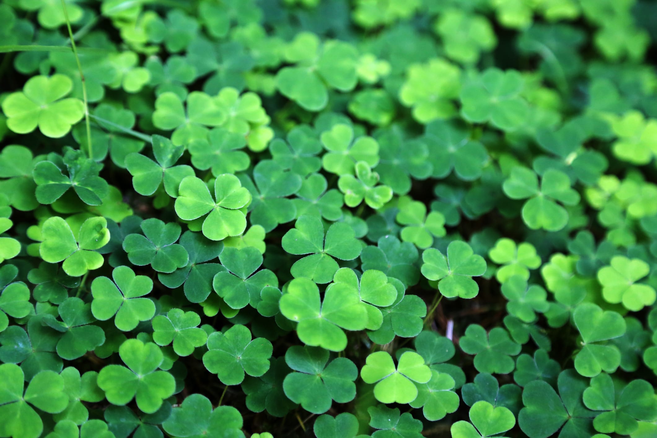 Close up of a bunch of green clover