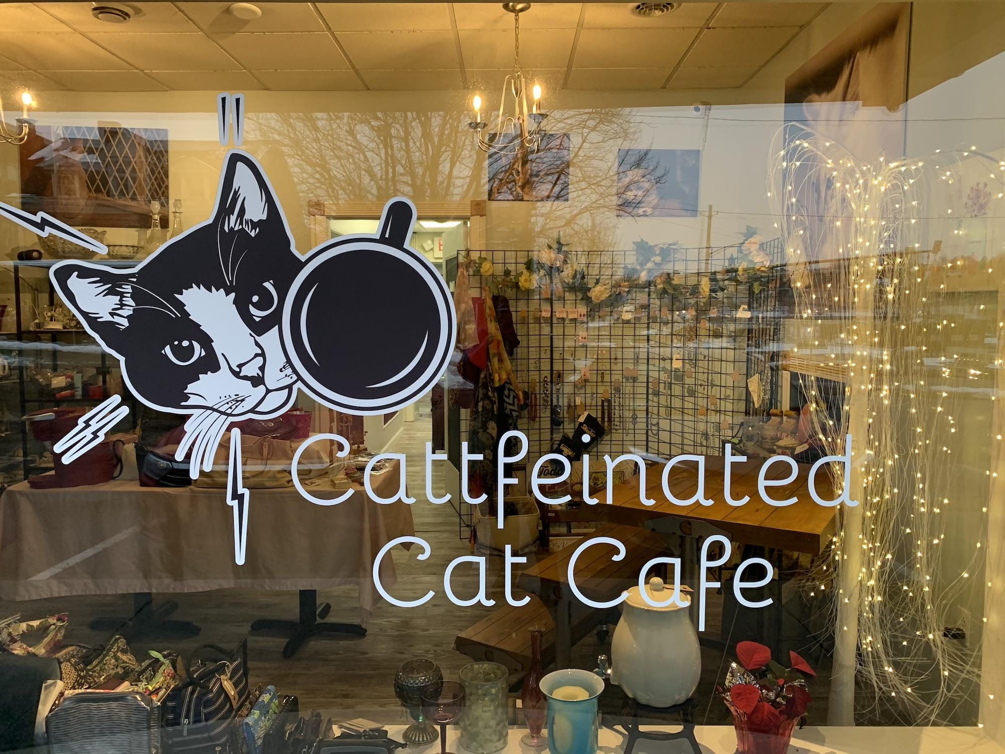 722c13b7 cattfeinated cat cafe window