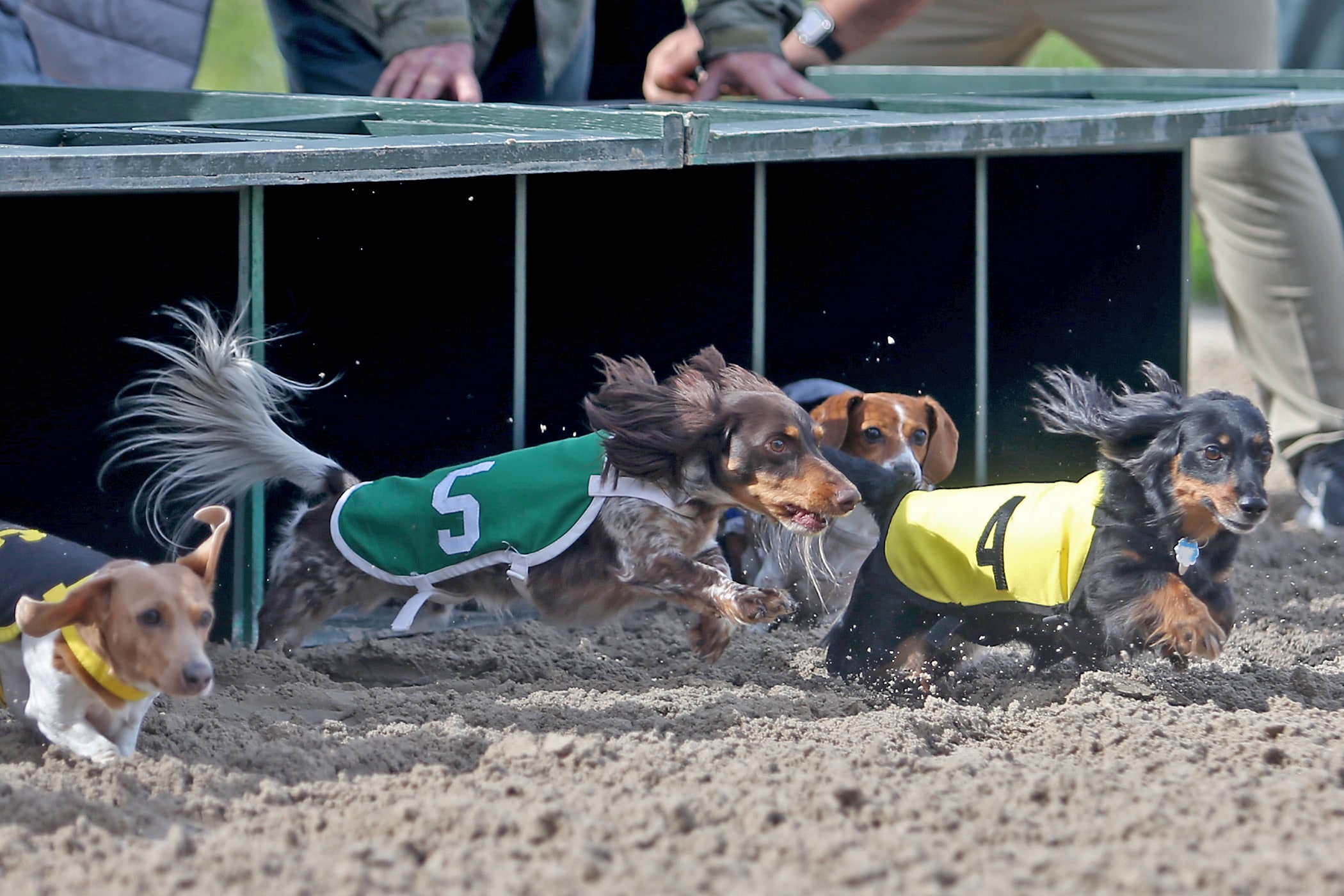 Astro Hernandez (5) and Zoe (4) burst from the starting gate during the 3rd heat of Wiener Dog Racing at the Fair Grounds Race Course &amp; Slots on Saturday, March 7, 2020.