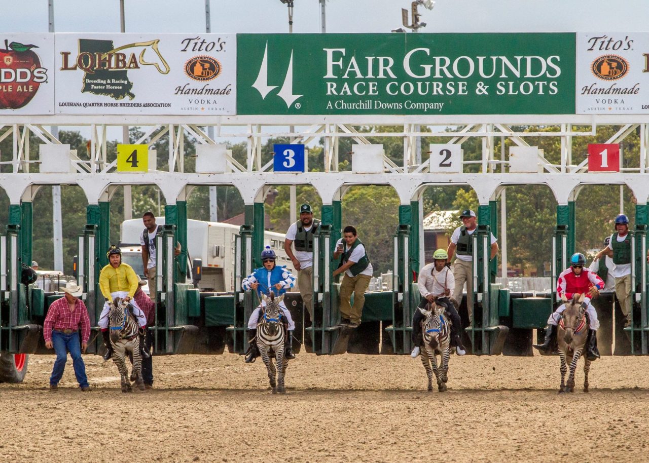 Zebras, camels, ostriches, oh my! Exotic animal racing hits the
