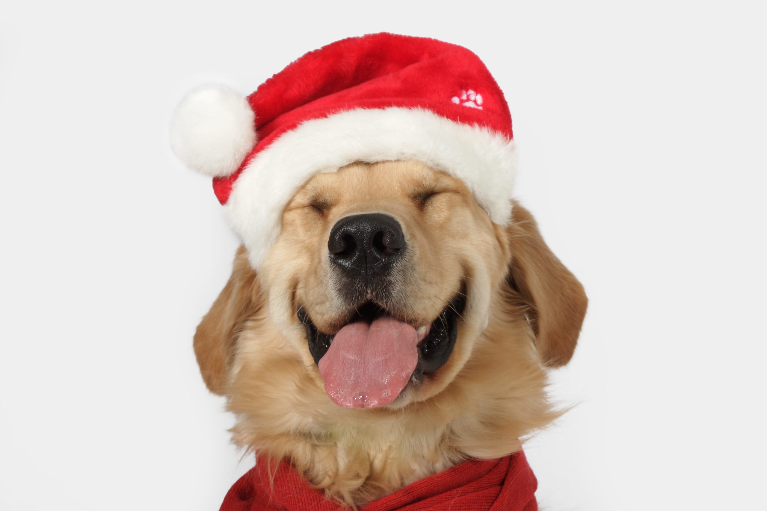 The head and goofy smile of a happy dog at Christmas time Calgary, Alberta dog daycare